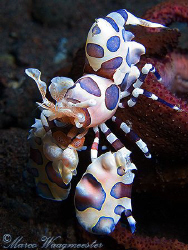 Harlequin Shrimp (Hymenocera elegans) on a sea star - Ser... by Marco Waagmeester 